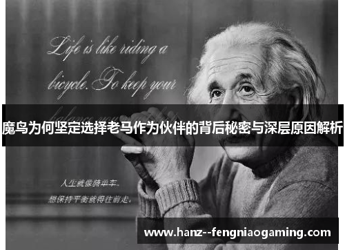 魔鸟为何坚定选择老马作为伙伴的背后秘密与深层原因解析